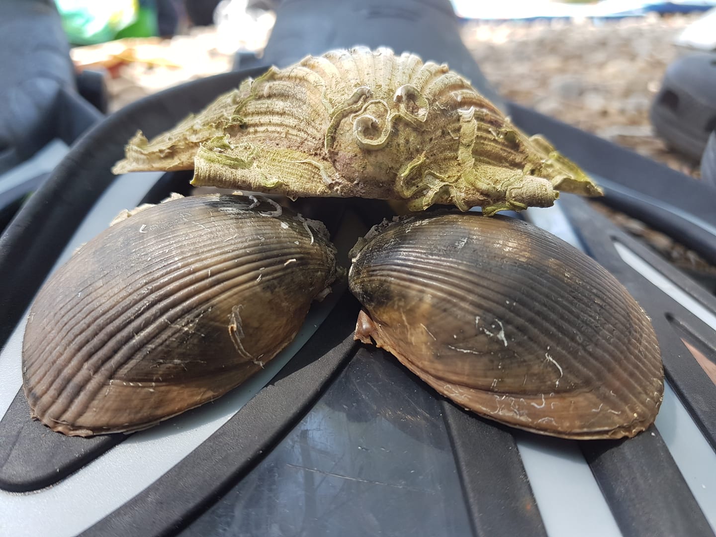 Camping PINUS - Starigrad Paklenica, Croatia