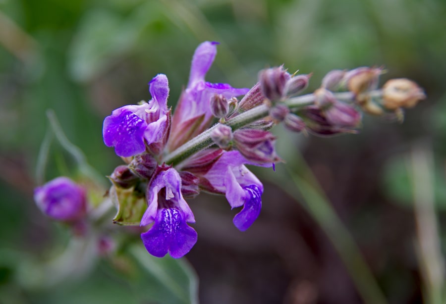 Camping PINUS - Starigrad Paklenica, Croatia