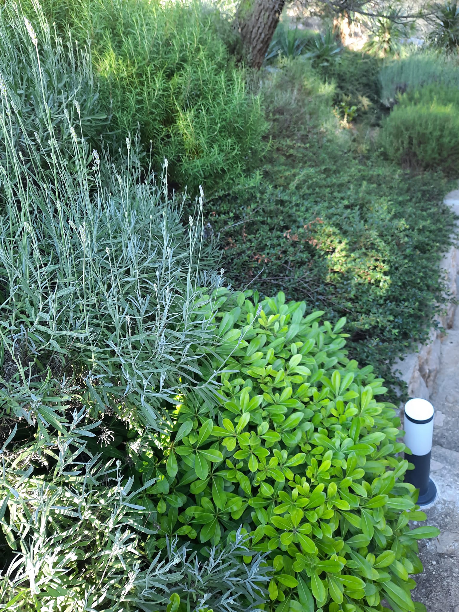 Mobile home Pinus, Starigrad Paklenica